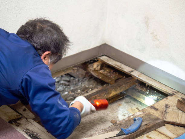 Best Attic Mold Removal  in Daytona Beach, FL