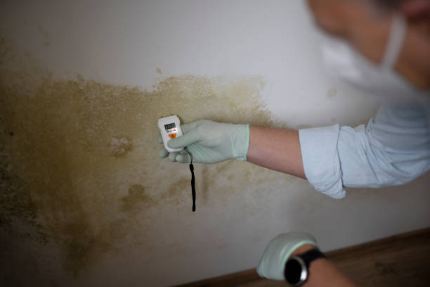 Best Toxic Mold Removal  in Daytona Beach, FL