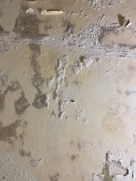 Best Crawl Space Mold Removal  in Daytona Beach, FL