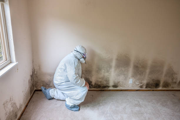 Reliable Daytona Beach, FL Mold Removal Solutions